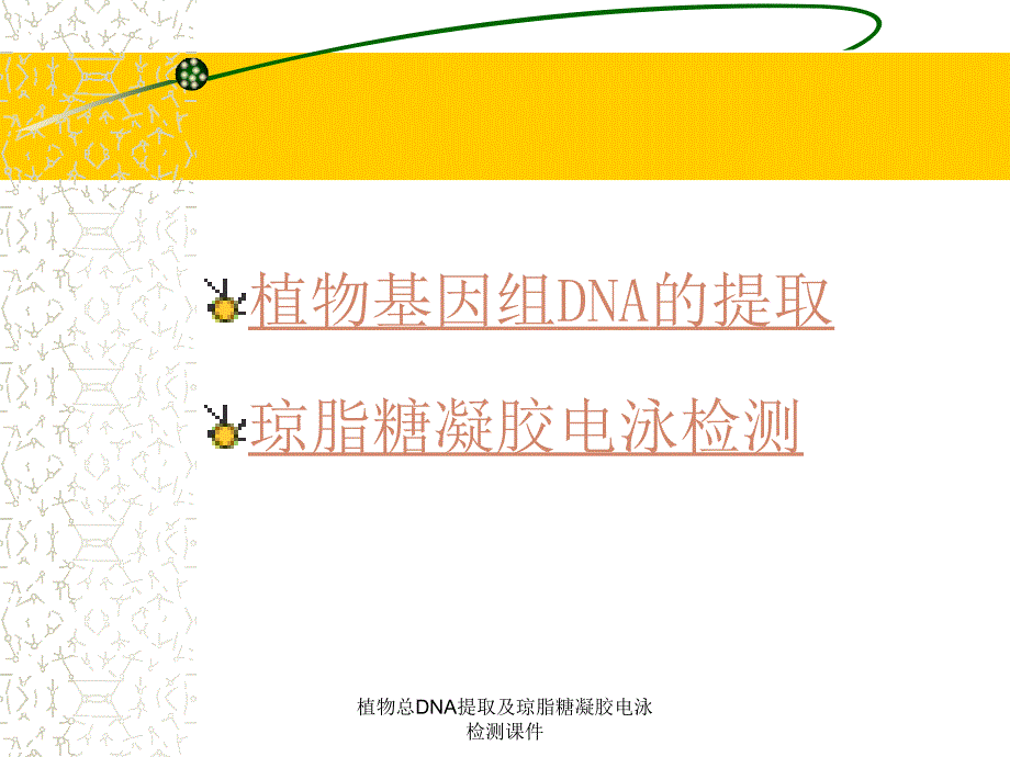 植物总DNA提取及琼脂糖凝胶电泳检测课件_第2页