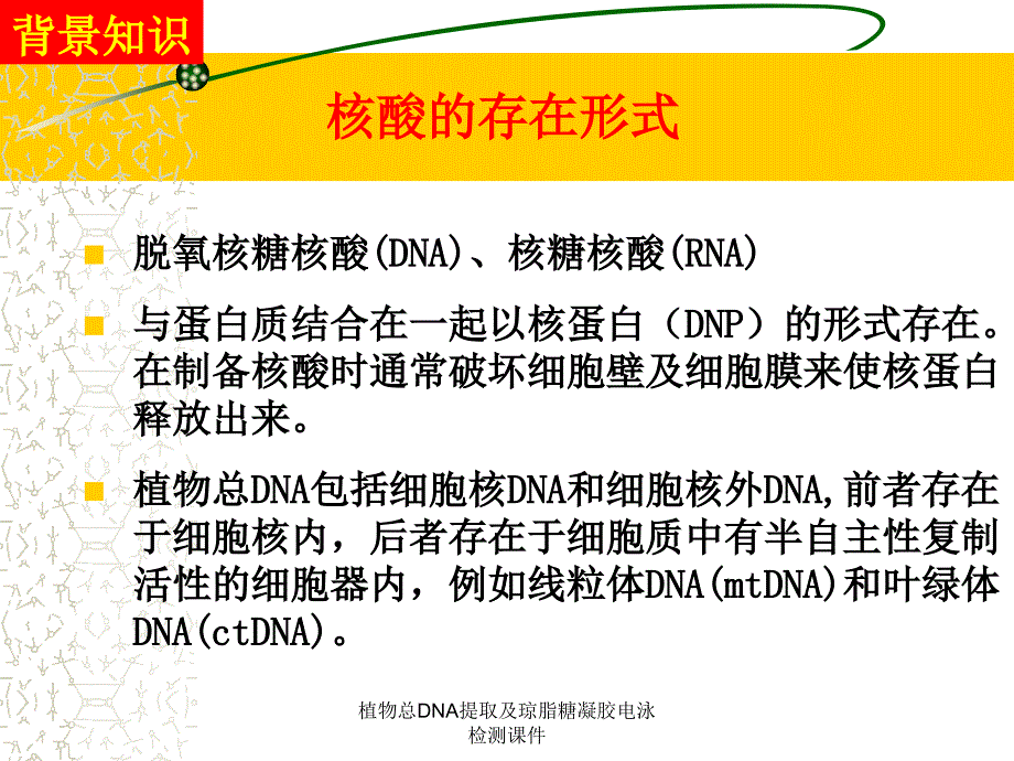 植物总DNA提取及琼脂糖凝胶电泳检测课件_第3页