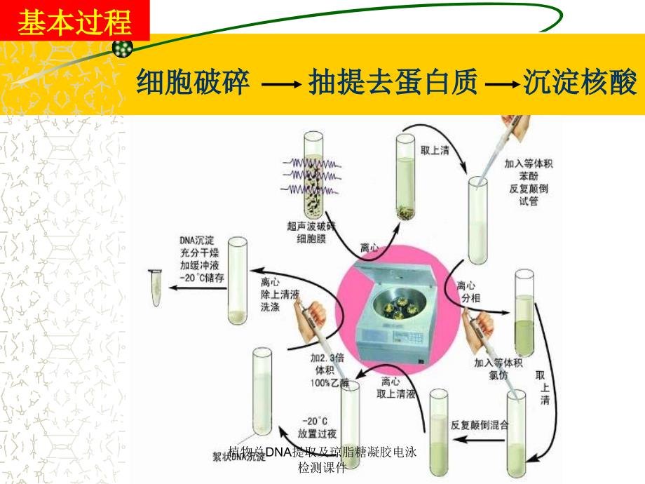 植物总DNA提取及琼脂糖凝胶电泳检测课件_第5页