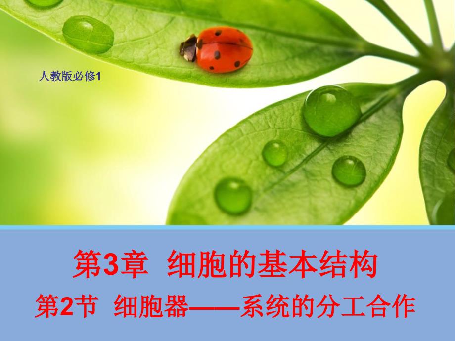 生物细胞器课件_第1页