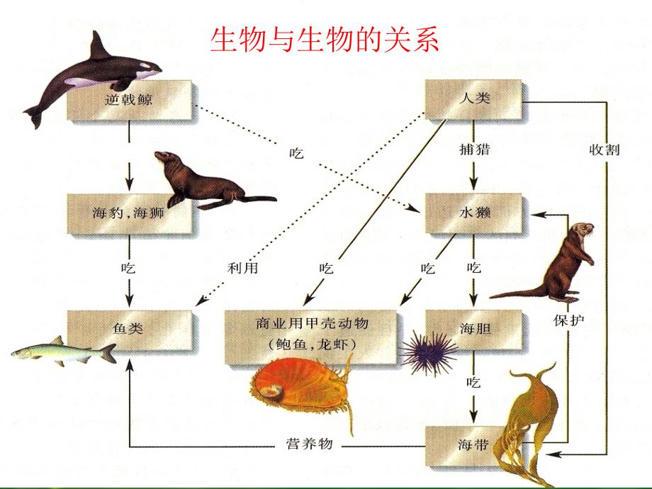 生态学基础PPT课件2_第4页