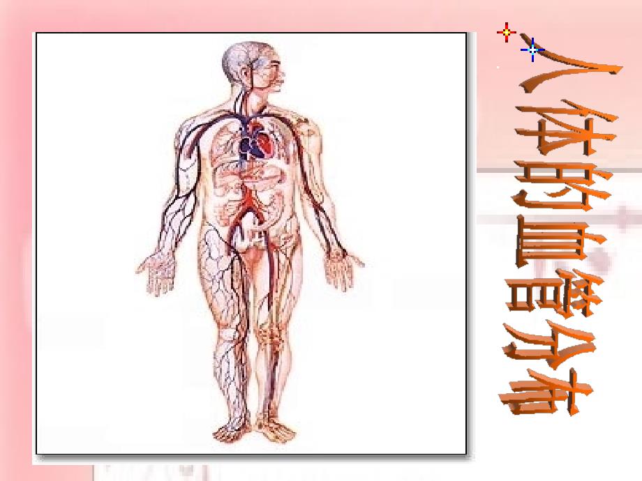 44中学0-2血液循环_第4页