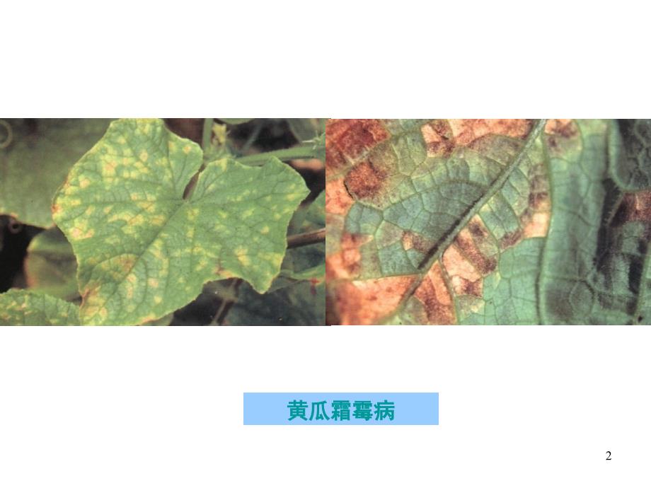 设施园艺植物病害07第八章瓜类病害_第2页