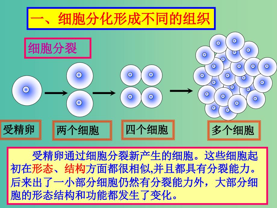 七年级生物上册 2.2.2 动物体的结构系统课件 （新版）新人教版.ppt_第2页