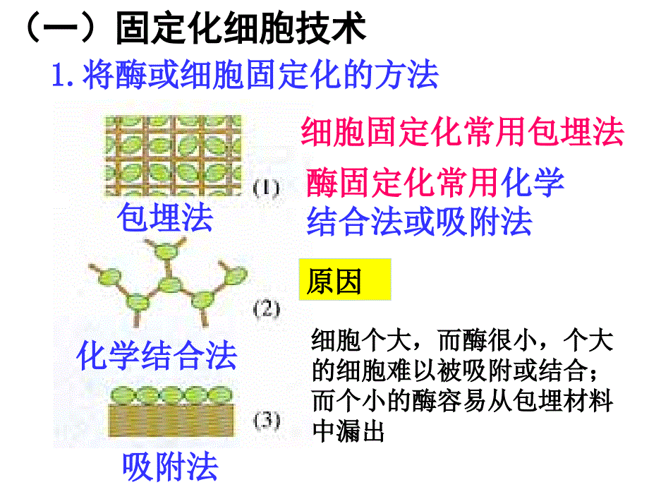 固定化酵母细胞_第2页