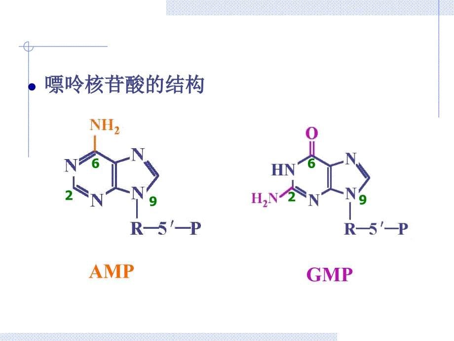 《核苷酸级五曾上》PPT课件_第5页