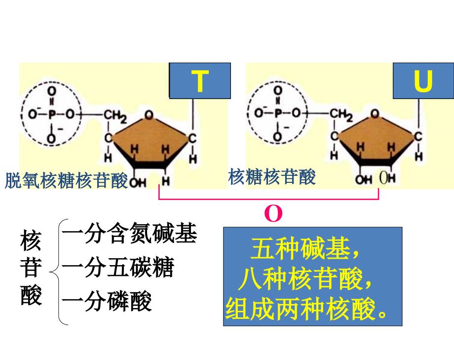 第四讲核酸、糖类与脂质(上课)_第2页