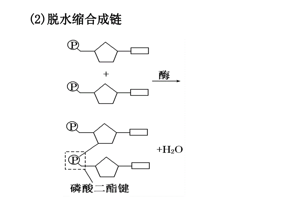 第四讲核酸、糖类与脂质(上课)_第3页