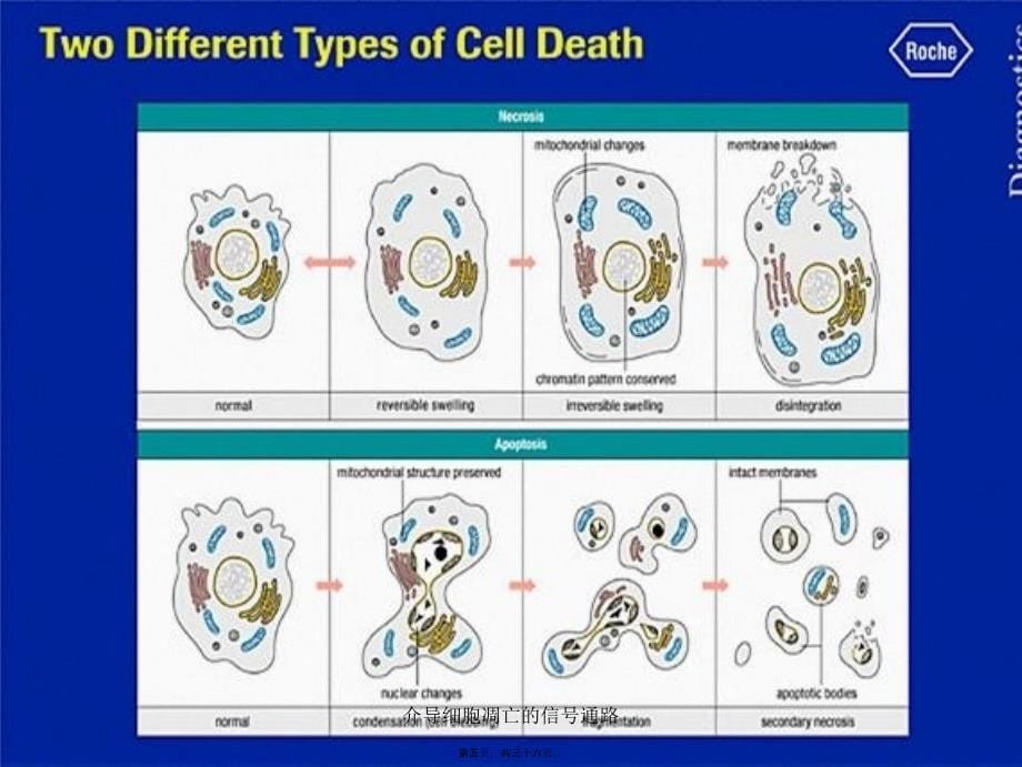 介导细胞凋亡的信通路课件_第5页