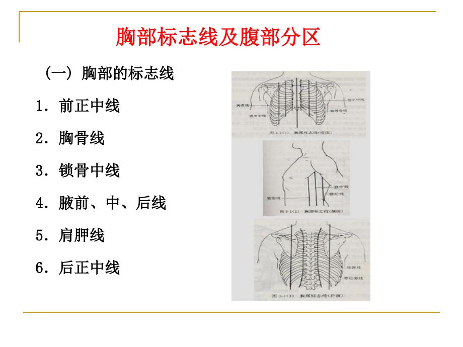 消化系统PPT课件_第2页