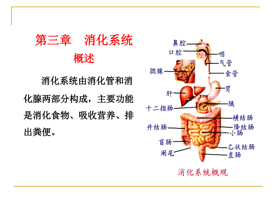 消化系统PPT课件_第4页