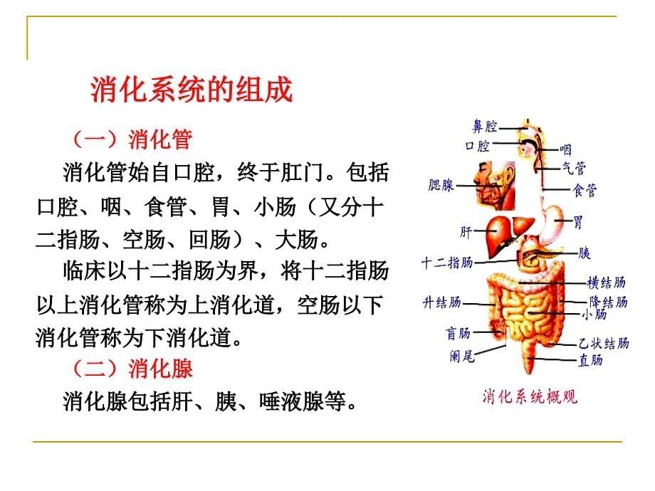 消化系统PPT课件_第5页