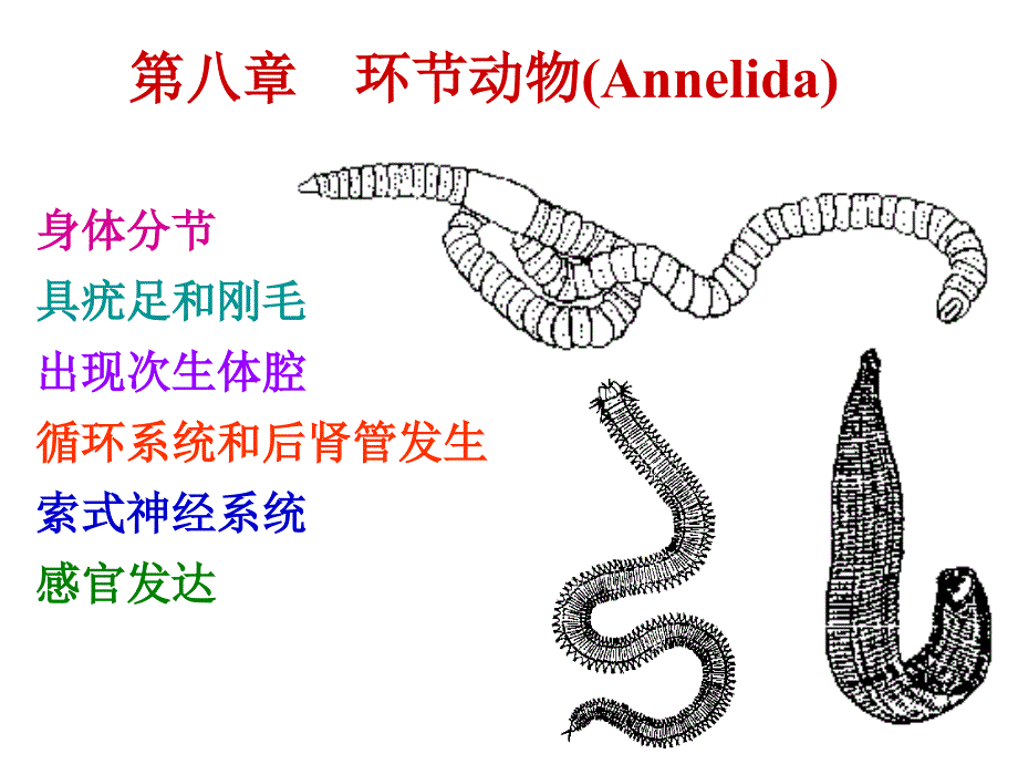 第八环动物Annelida_第1页