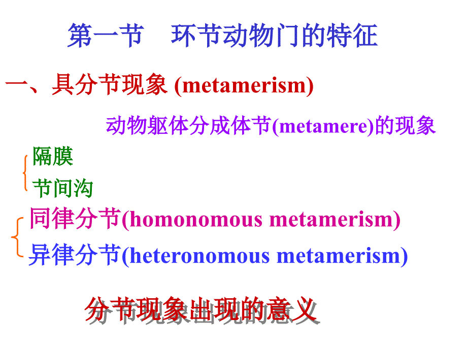 第八环动物Annelida_第2页