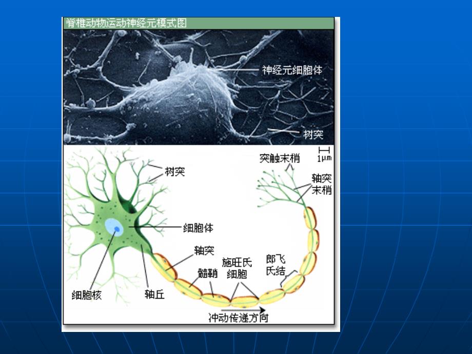 河南大学生命科学学院普通生物学8神经2_第3页