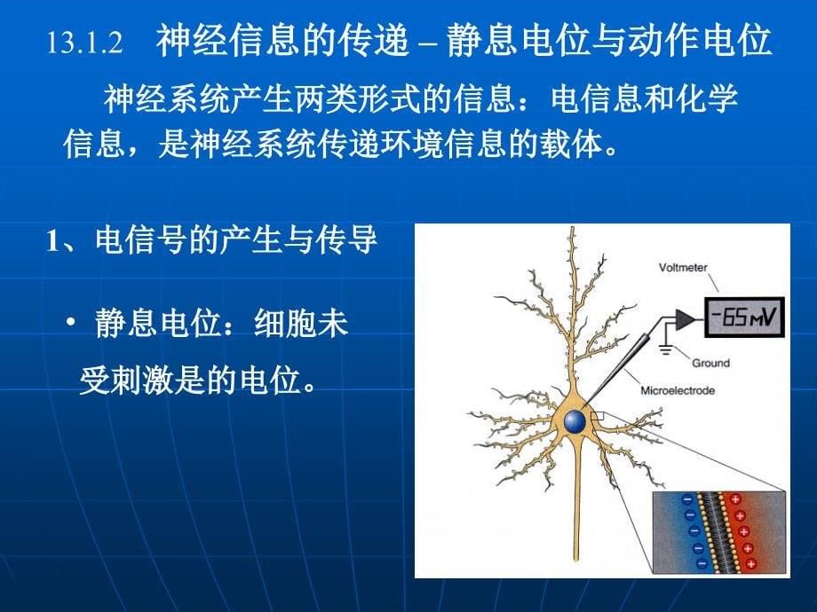 河南大学生命科学学院普通生物学8神经2_第5页