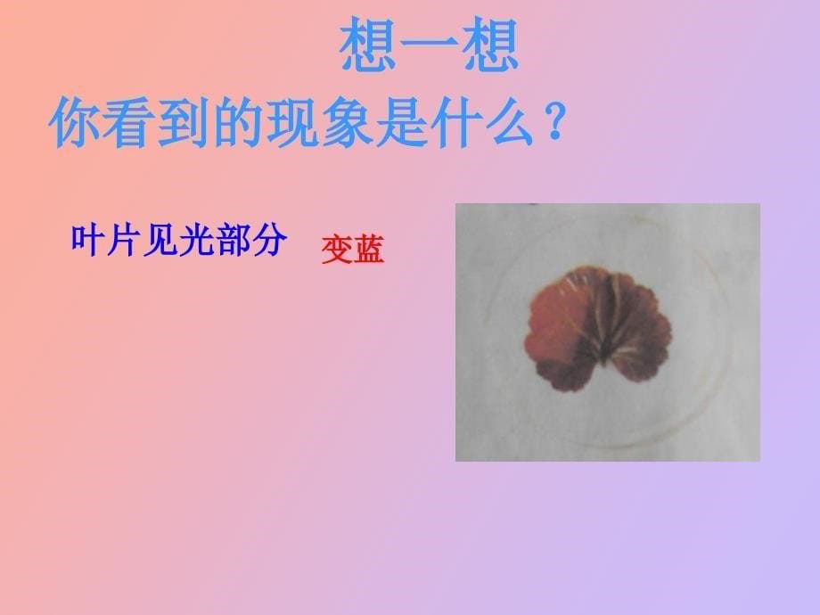 绿色植物通过光合作用制造_第5页