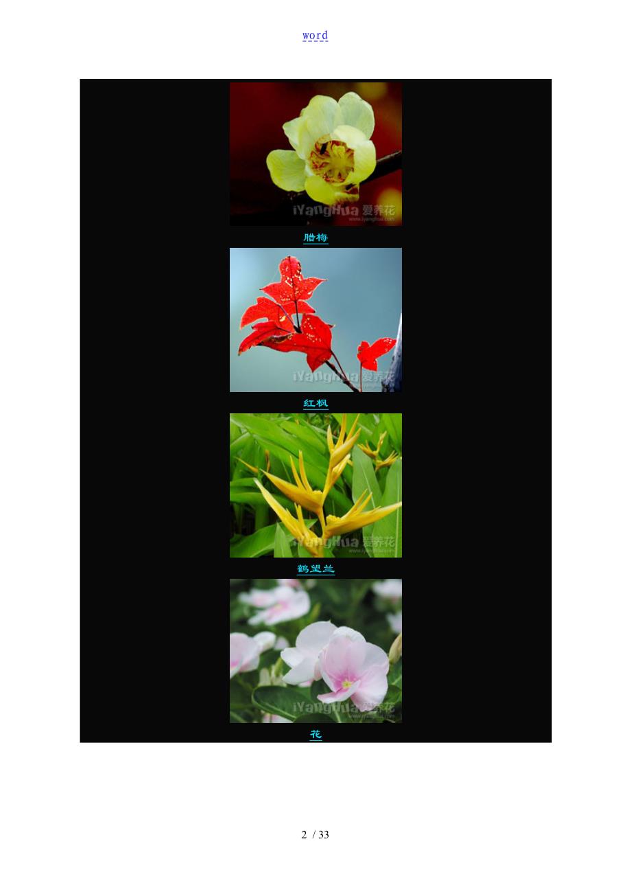 花卉名称图片集合_第2页