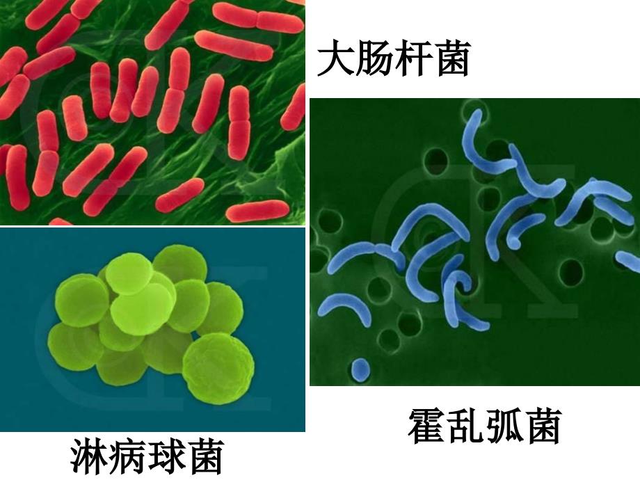 必修1第2节细胞的多样性和统一性教案_第2页