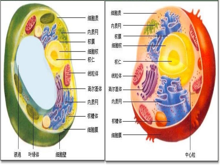 必修1第2节细胞的多样性和统一性教案_第3页