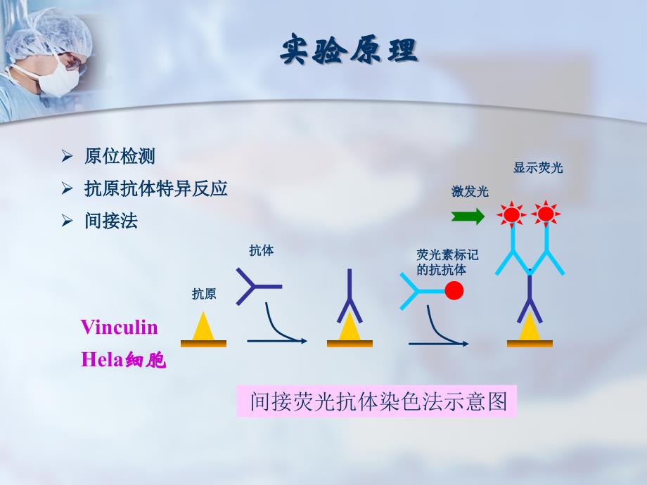 细胞免疫荧光技术_第3页