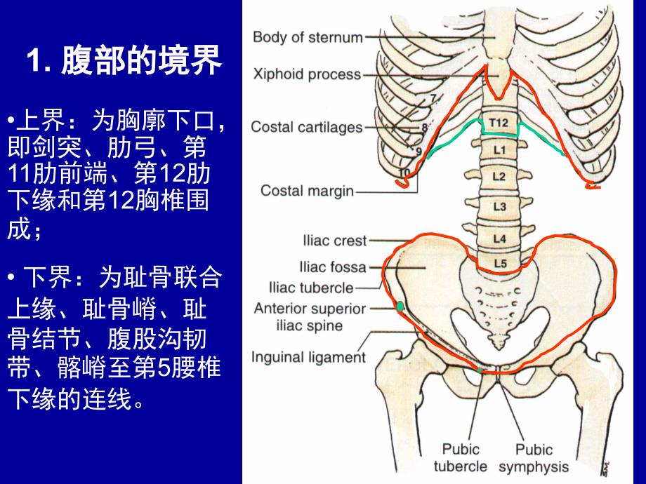 腹部解剖经典图_第4页