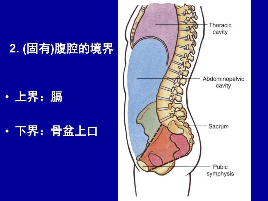 腹部解剖经典图_第5页