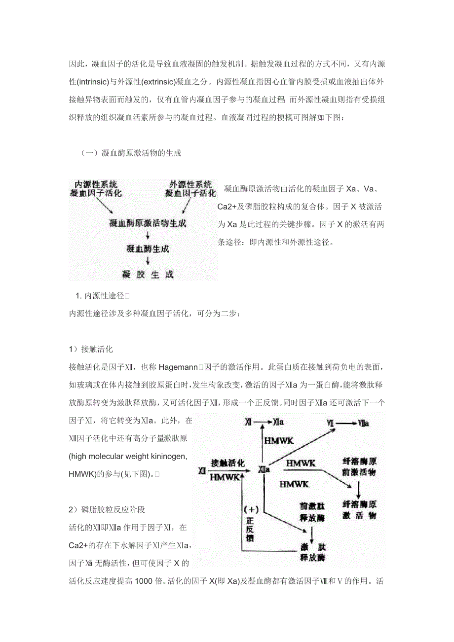 血液凝固机理.doc_第2页