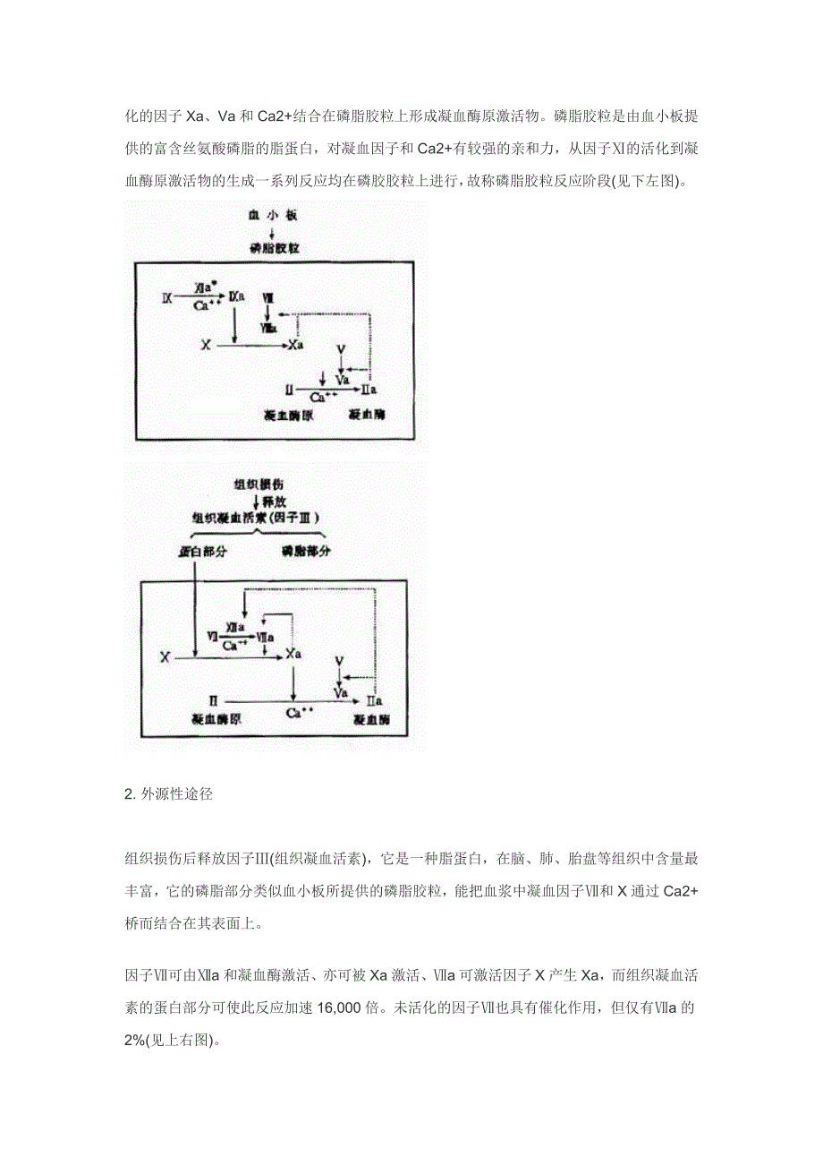 血液凝固机理.doc_第3页