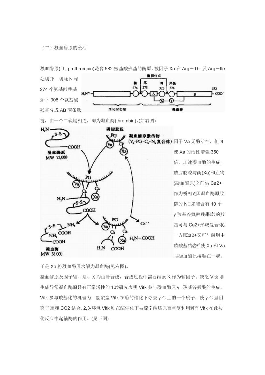 血液凝固机理.doc_第4页