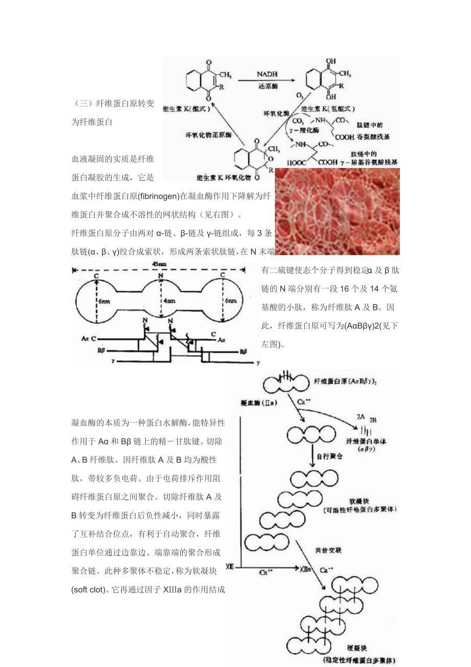 血液凝固机理.doc_第5页