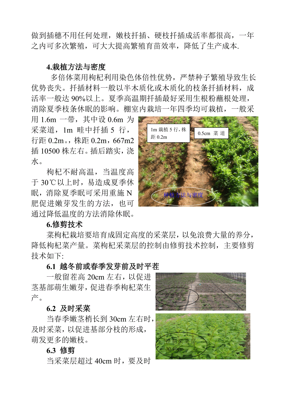 菜用枸杞多倍体种植_第2页