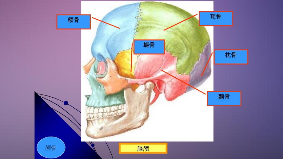 颅脑解剖PPT干货分享_第3页