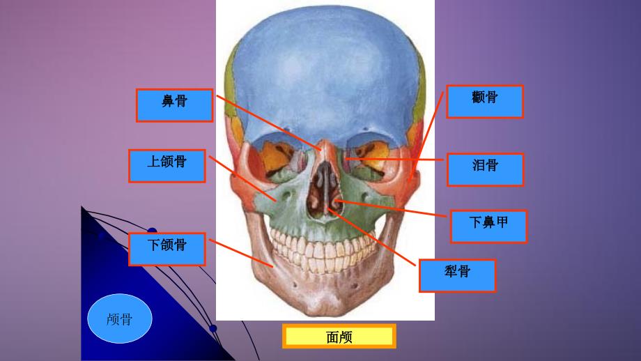 颅脑解剖PPT干货分享_第4页