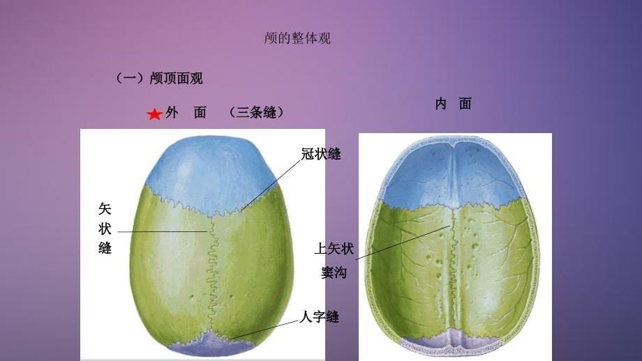 颅脑解剖PPT干货分享_第5页