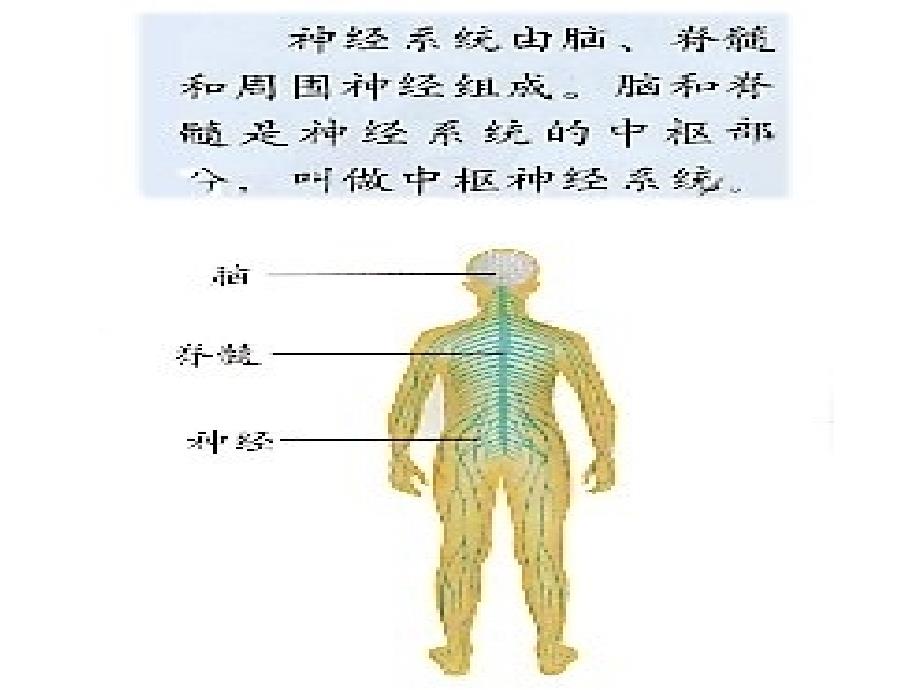 青岛版小学科学《脑与神经》精品教学课件_第2页