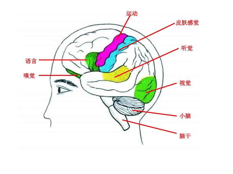 青岛版小学科学《脑与神经》精品教学课件_第4页