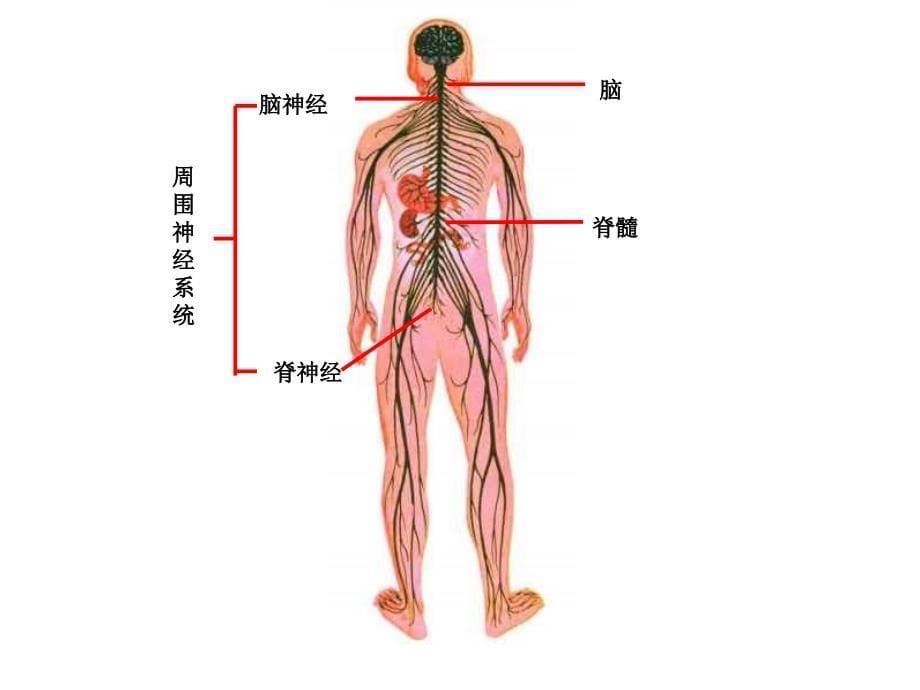 青岛版小学科学《脑与神经》精品教学课件_第5页