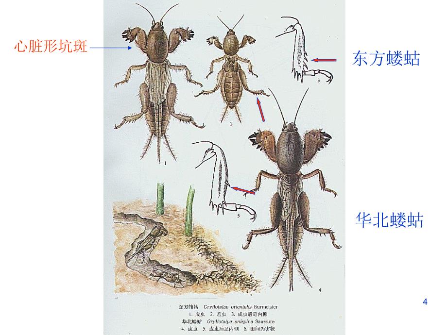 农业昆虫学实验：实验四 地下害虫_第4页