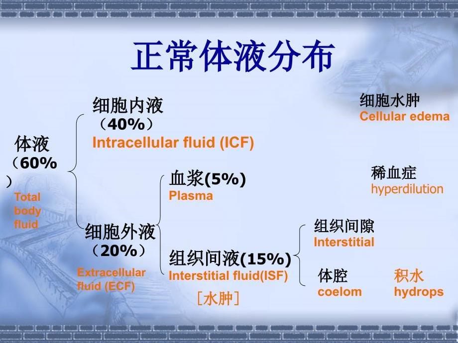 临床医学概要第三节水肿_第5页