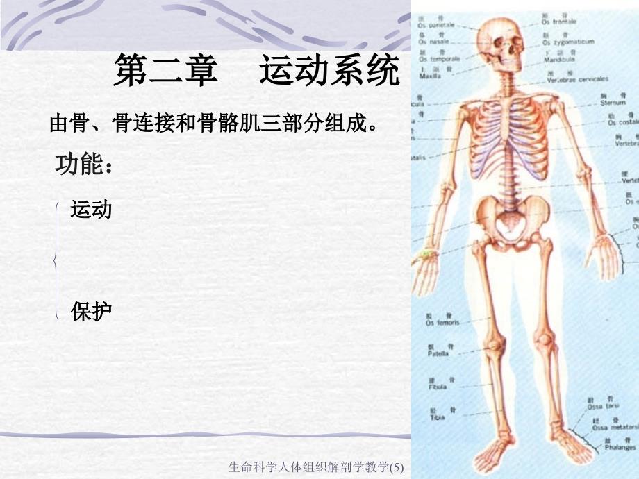 生命科学人体组织解剖学教学5课件_第1页