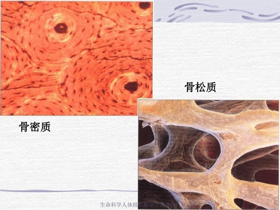 生命科学人体组织解剖学教学5课件_第5页