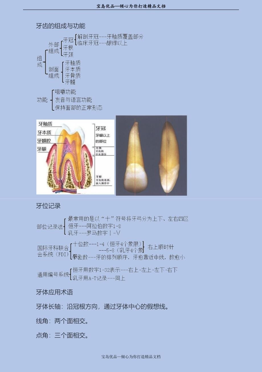 牙体解剖生理_第5页