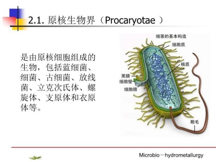 最新微生物冶金-PPT课件PPT课件_第5页