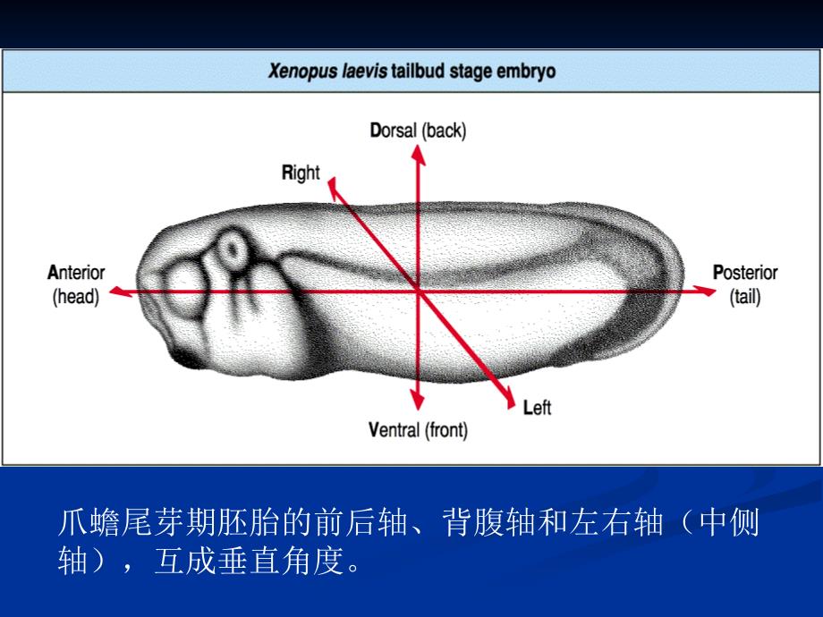 第十章胚轴形成第一节果蝇胚轴的形成第二节两栖类胚轴形成第十章胚轴形成_第3页
