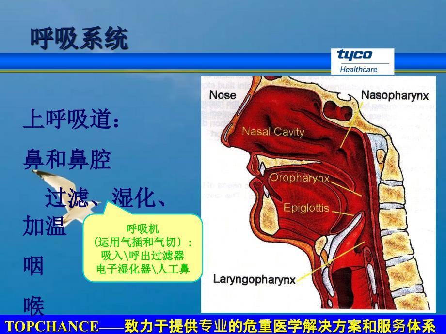 呼吸生理和呼吸模式ppt课件_第4页