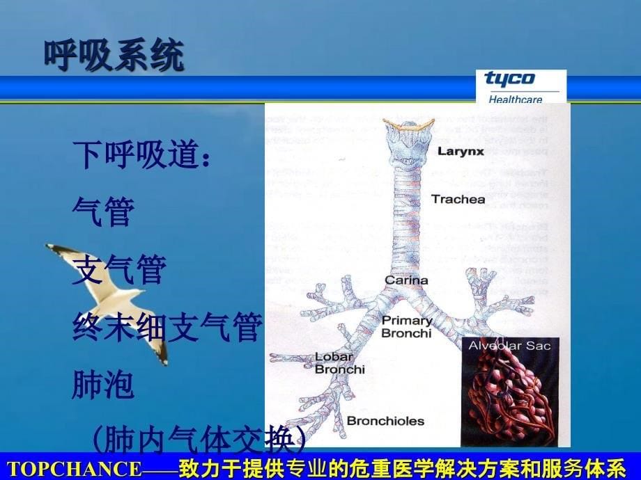 呼吸生理和呼吸模式ppt课件_第5页