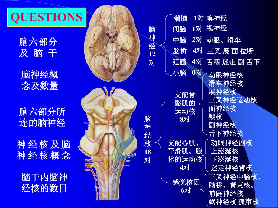 临床专业脑神经_第2页