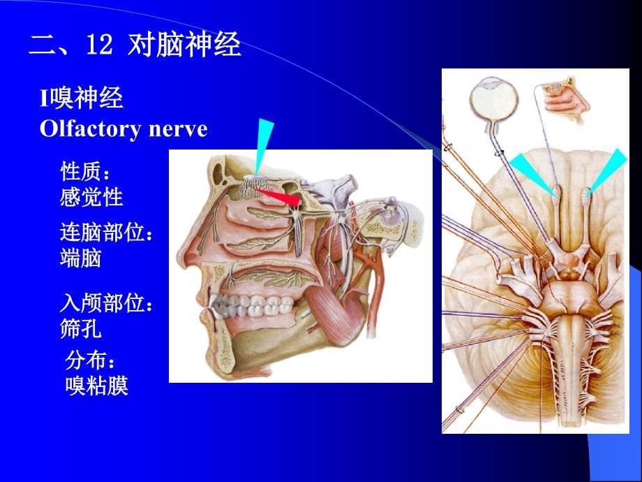 临床专业脑神经_第5页