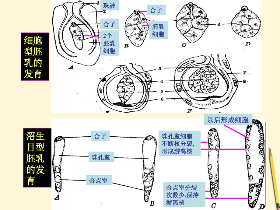 三年级科学下册果实和种子4课件苏教版_第4页